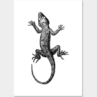 Lizard Posters and Art